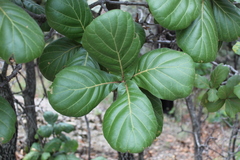 Quercus jonesii