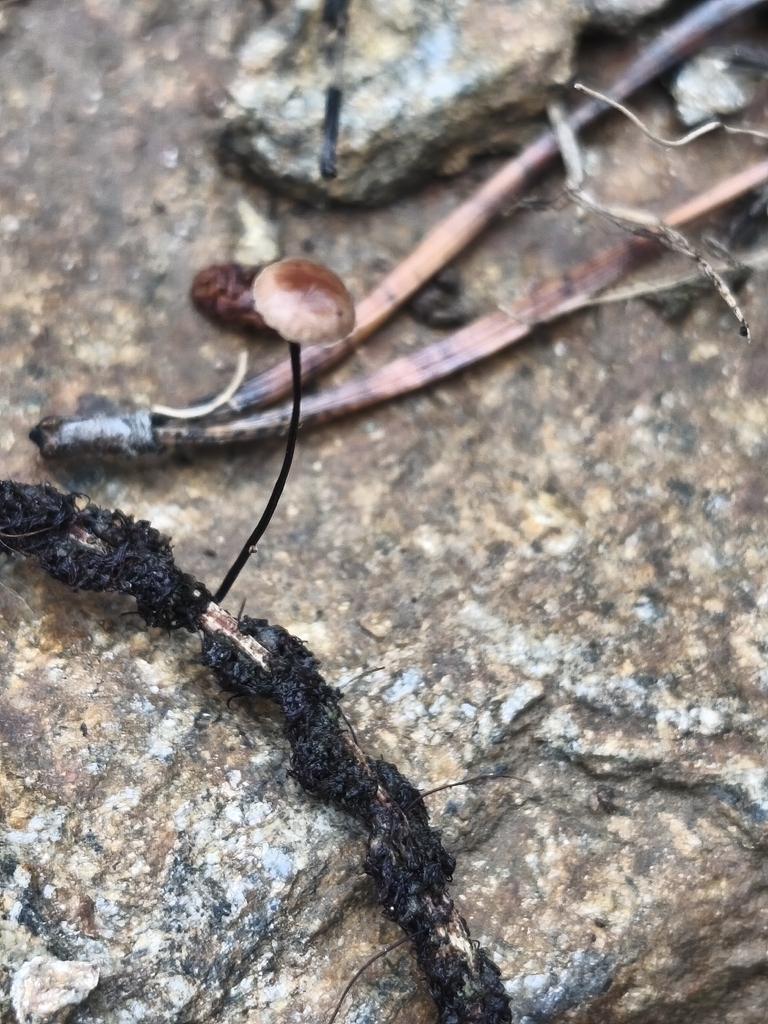 Gymnopus androsaceus · November 2025 · photo: © mycototor (iNaturalist, cc-by)
