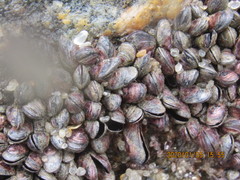 Mytilaster solisianus