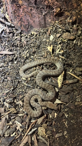 Children's Python sighting