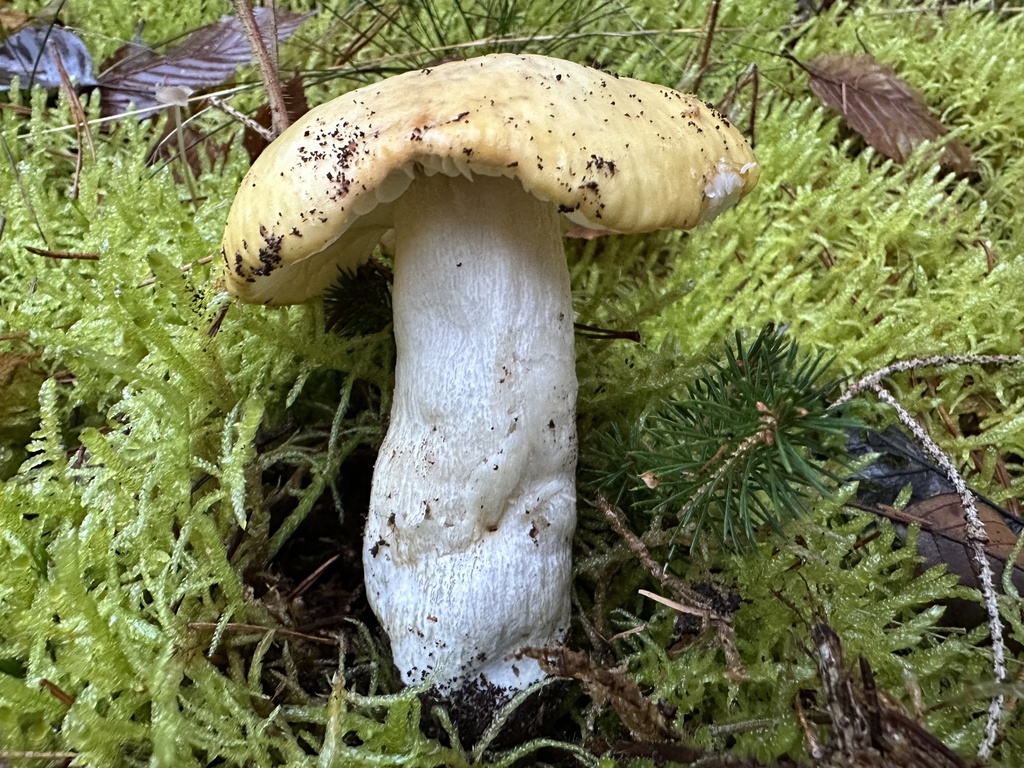 Russula ochroleuca · November 2025 · photo: © katrin_simon (iNaturalist, cc-by)