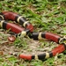 Aquatic Coralsnake - Photo (c) Tomaz Nascimento de Melo, some rights reserved (CC BY-NC-ND), uploaded by Tomaz Nascimento de Melo