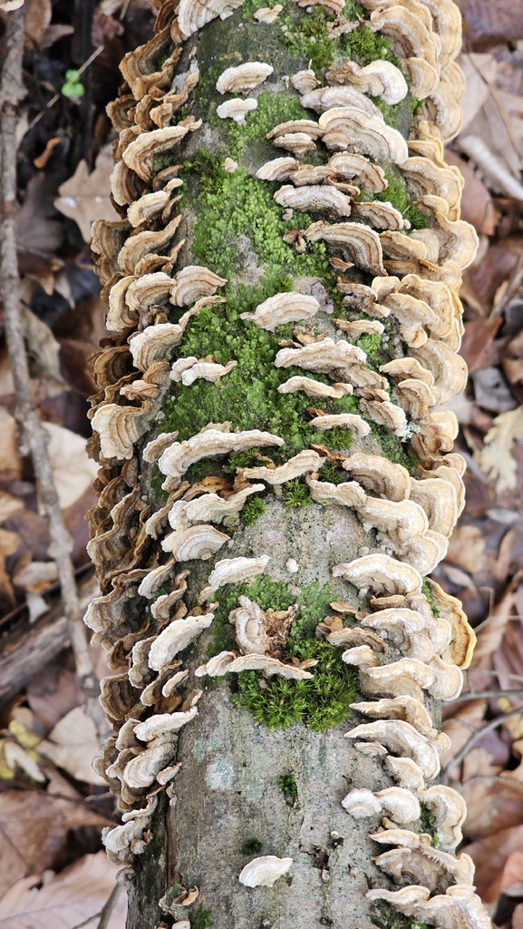 Stereum subtomentosum