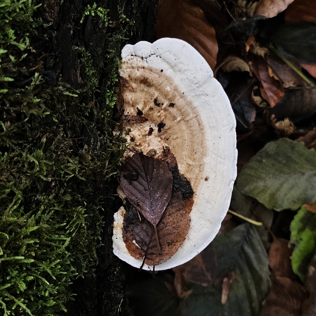 Trametes gibbosa · November 2025 · photo: © zakharenko_yuliya (iNaturalist, cc-by)