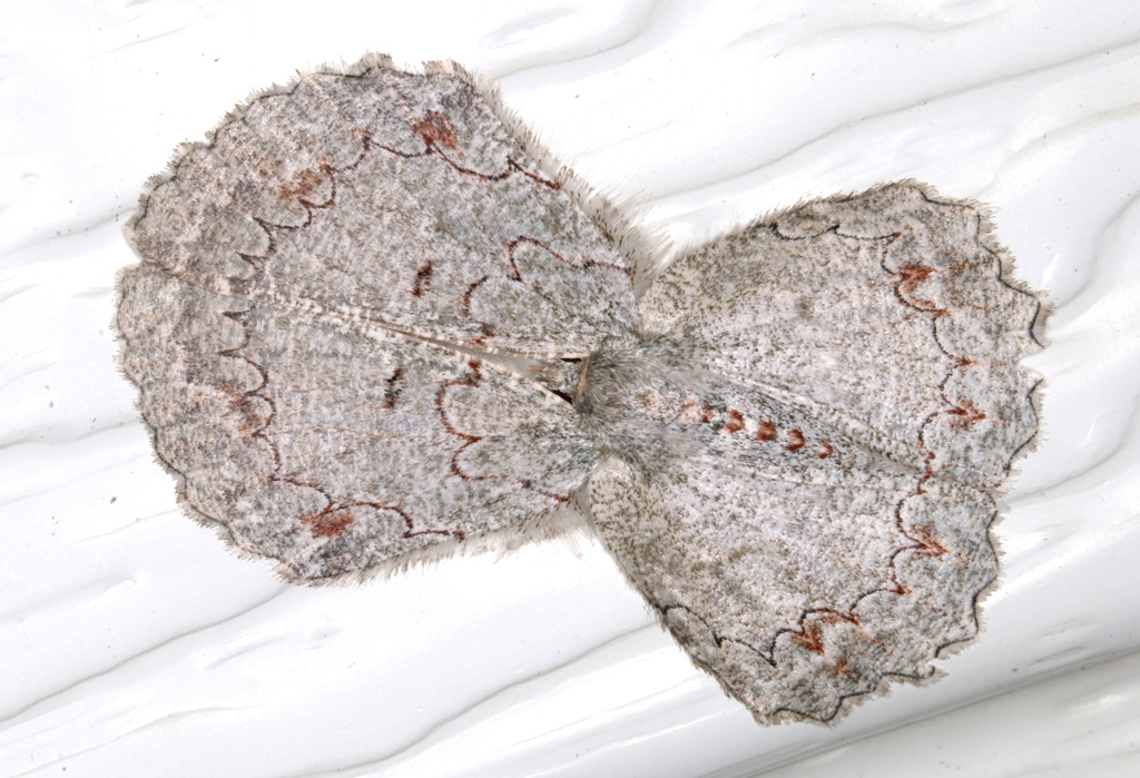 Tan-spotted Grey