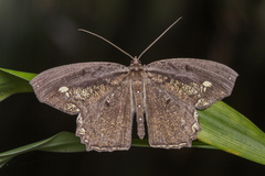 Pareumelea eugeniata