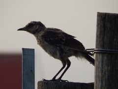 Mimus saturninus