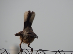 Mimus saturninus