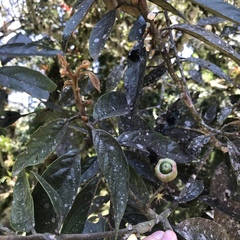 Nectandra