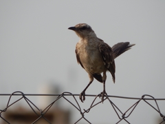 Mimus saturninus