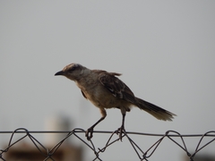 Mimus saturninus