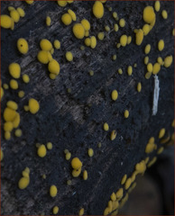 Calycina claroflava