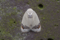 Neoduma kuangtungensis