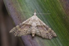 Hypenagonia