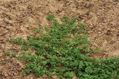 Acanthospermum australe