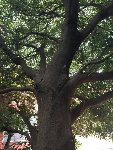 Pittosporum undulatum