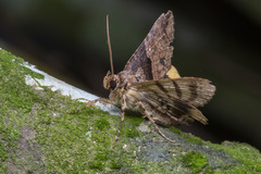 Daddala quadrisignata