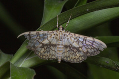 Haritalodes