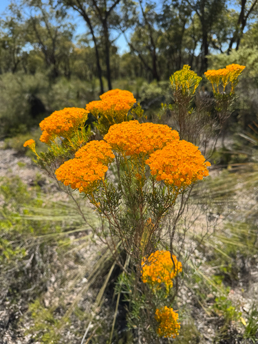 Verticordia nitens, photograph 6