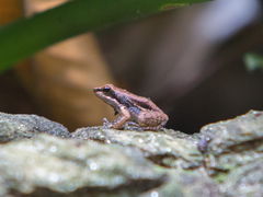 Mannophryne herminae