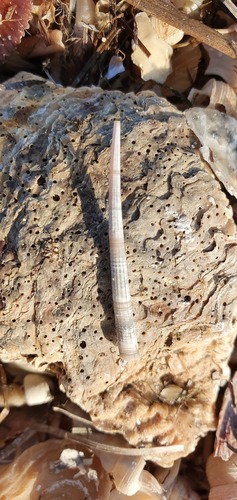 Representative image of Antalis dentalis