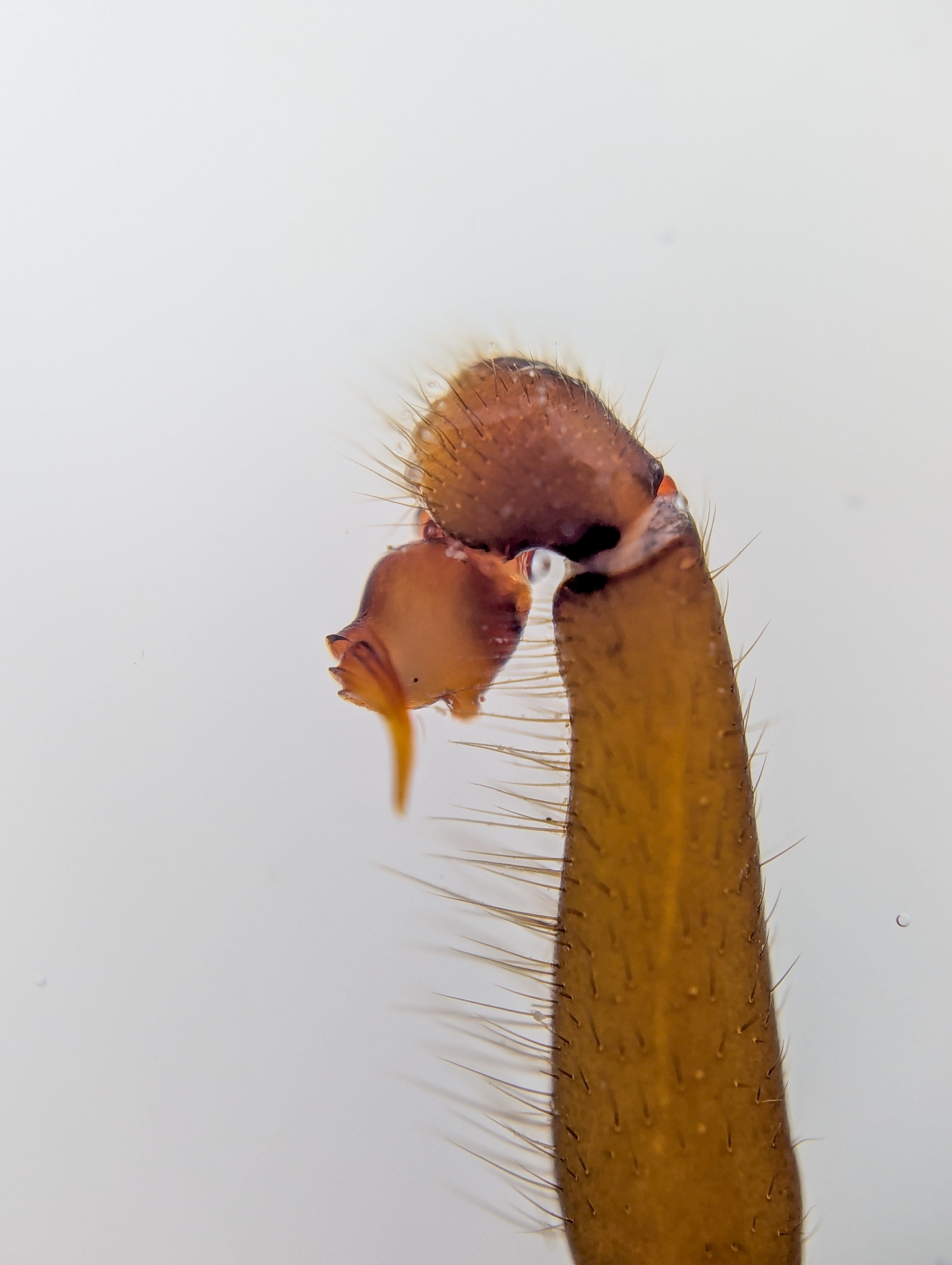 Actinopus candango Miglio, Pérez-Miles & Bonaldo, 2020