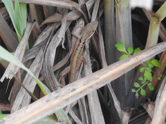 Anolis caceresae