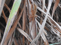 Anolis caceresae