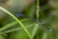 Prodasineura laidlawii