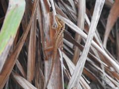 Anolis caceresae