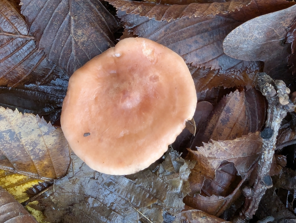 Lactarius subdulcis