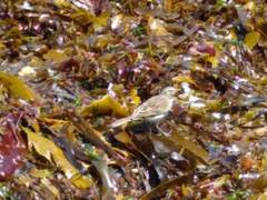 Anthus novaeseelandiae