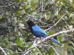 Cyanocorax melanocyaneus