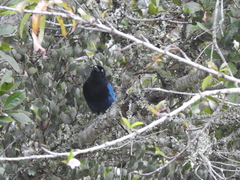 Cyanocorax melanocyaneus