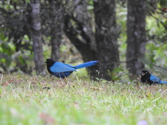Cyanocorax melanocyaneus