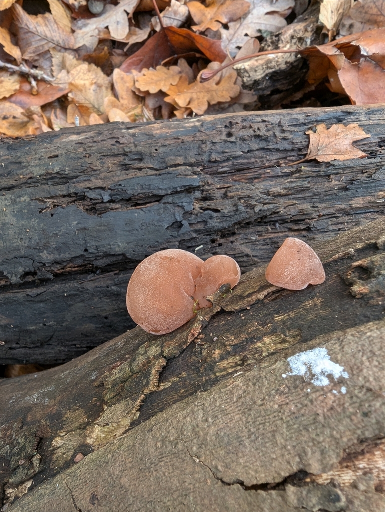 Auricularia auricula-judae · November 2025 · photo: © pilmar (iNaturalist, cc0)