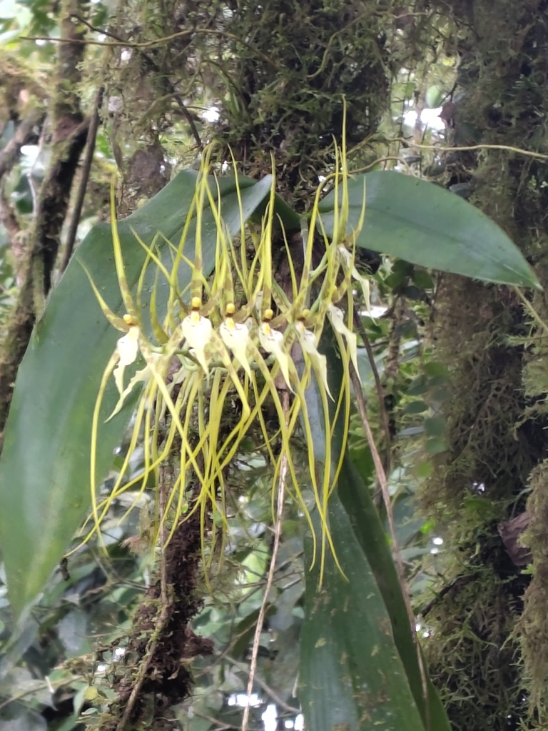 Brassia arcuigera
