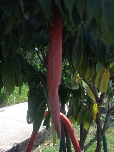 Brownea ariza, photograph 2