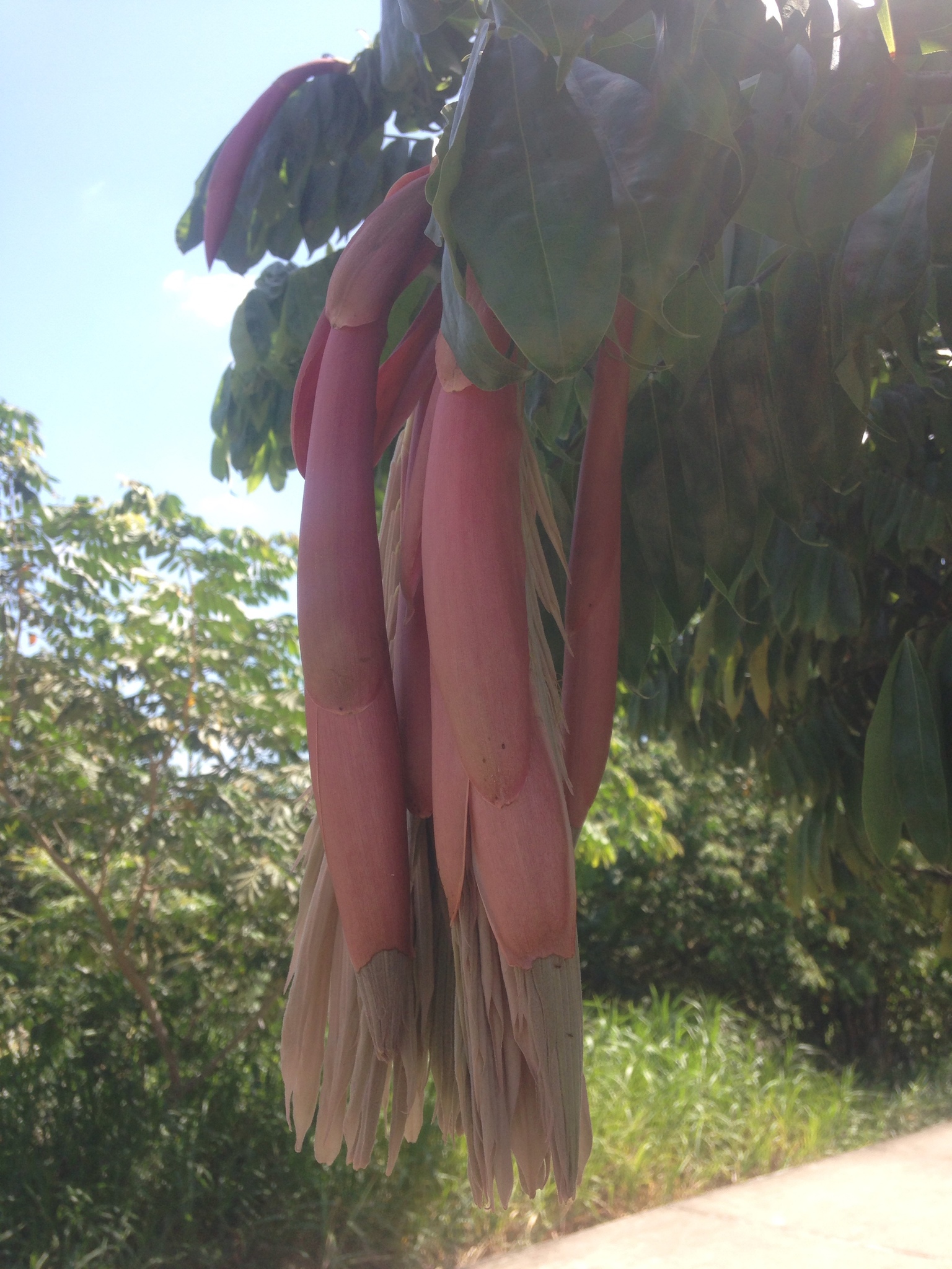 Rose Of Venezuela (Brownea ariza)