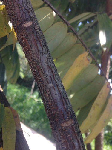 Brownea ariza, photograph 3