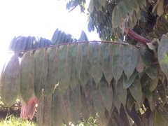 Brownea ariza