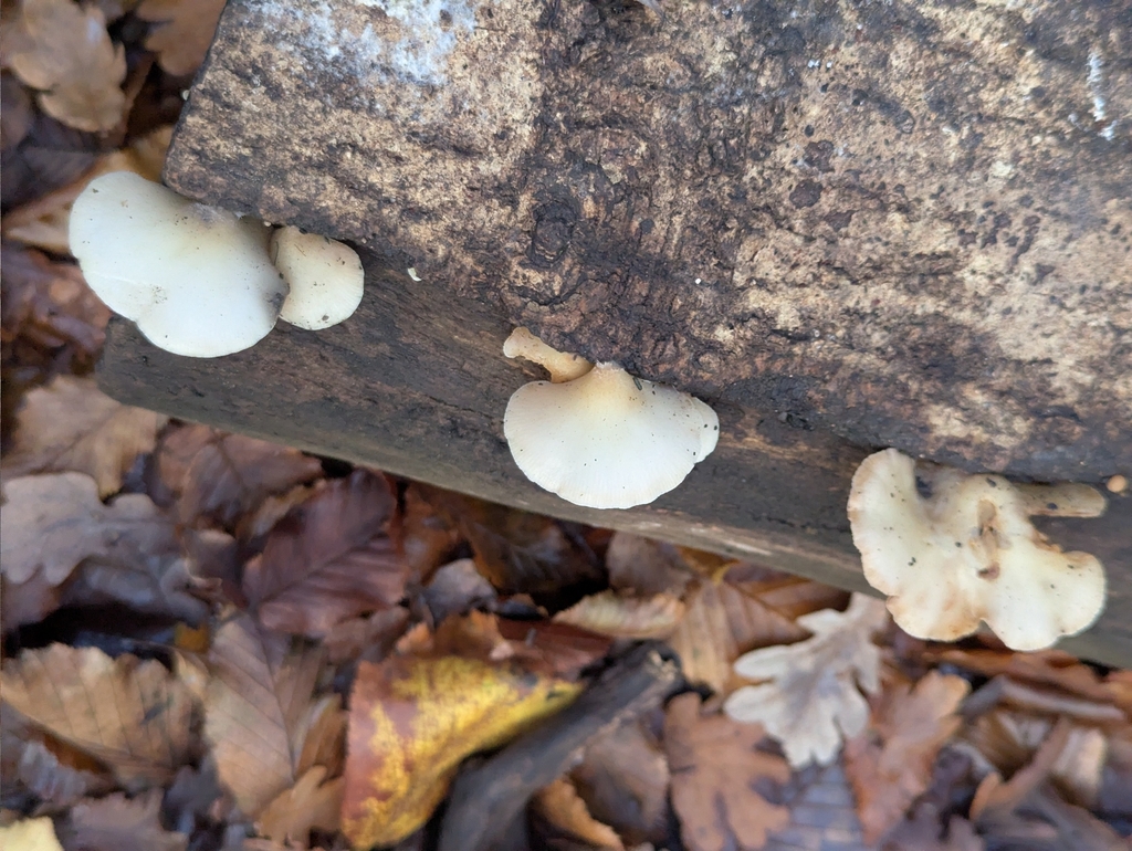 Crepidotus mollis · November 2025 · photo: © pilmar (iNaturalist, cc0)
