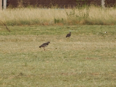 Vanellus chilensis