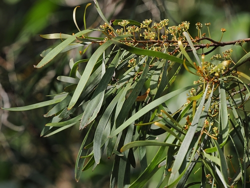 common hakea (Hakea arborescens)