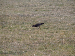 Vanellus chilensis