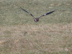 Vanellus chilensis