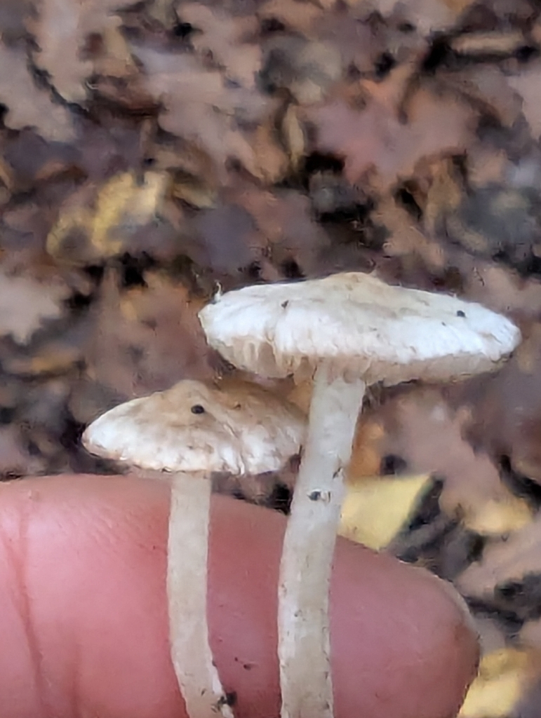 Inocybe geophylla · November 2025 · photo: © pilmar (iNaturalist, cc0)