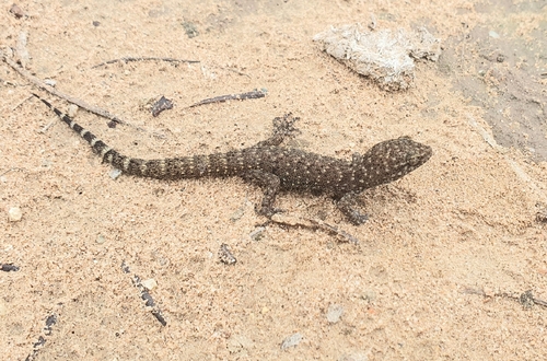 Common Prickly Gecko