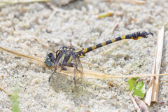 Paragomphus capricornis