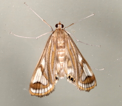 Strepsinoma foveata